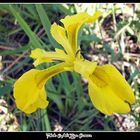 Smiling Faces of the Marshes: Yellow Iris