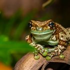 Smiling Frog