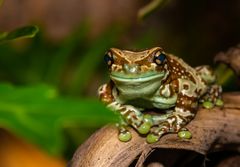 Smiling Frog