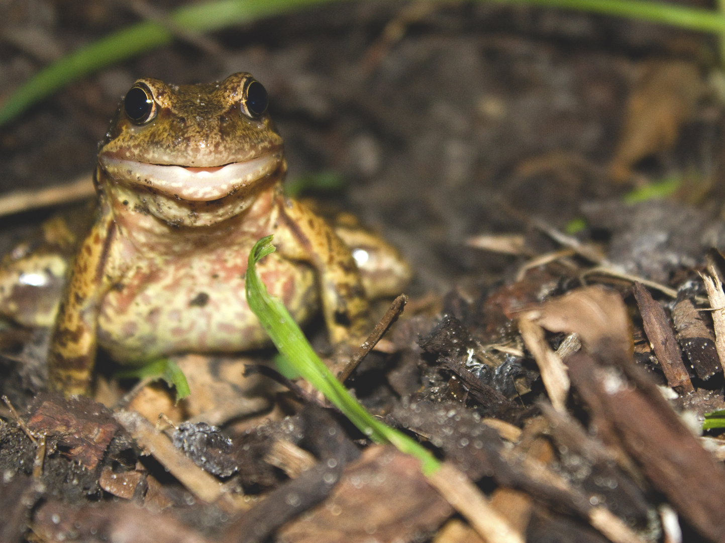 Smiling Frog