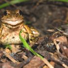 Smiling Frog