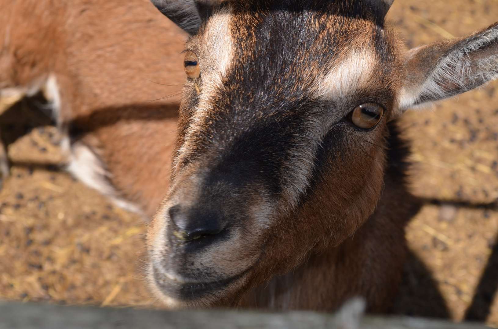 Smiling Goat