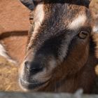 Smiling Goat