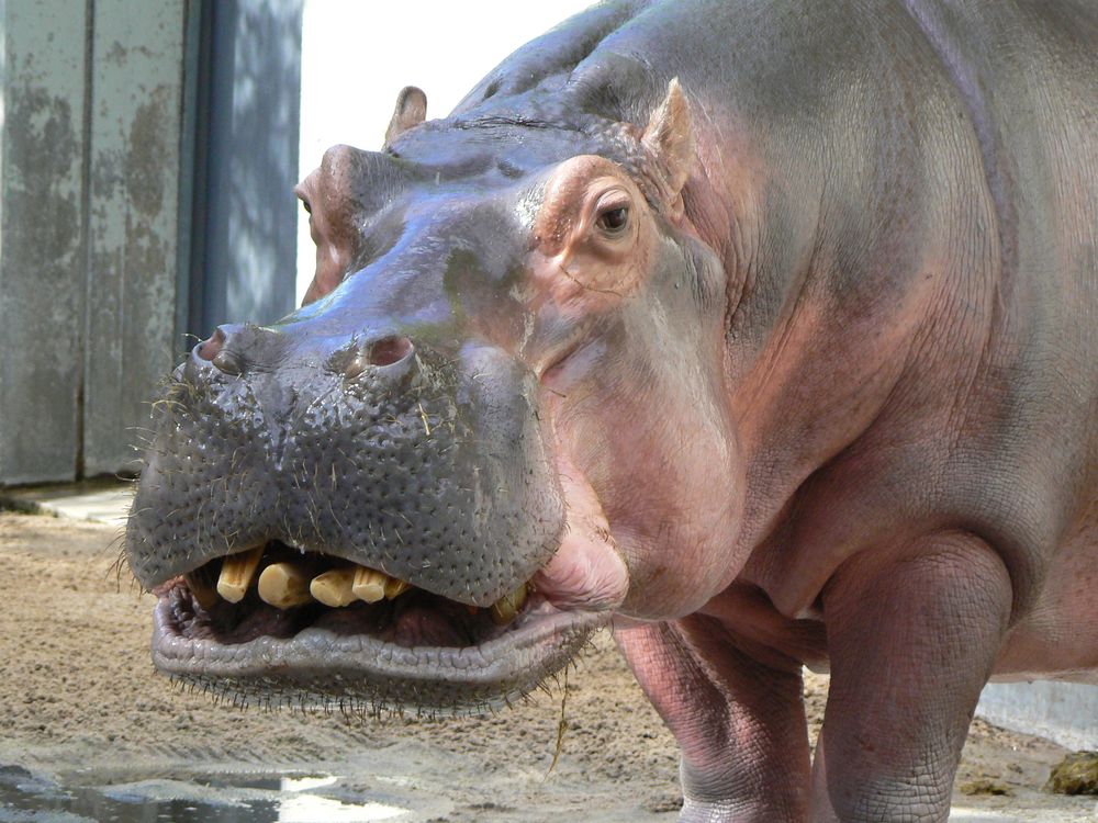 Smiling Hippo