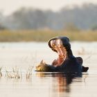 Smiling Hippo