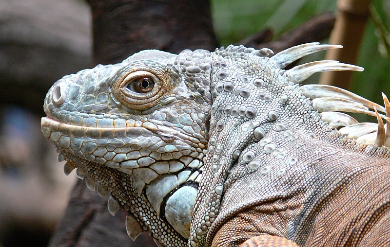 smiling iguana