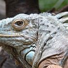 smiling iguana