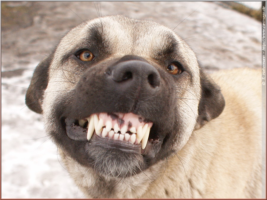 Smiling Kangal Foto & Bild tiere, haustiere, hunde Bilder auf