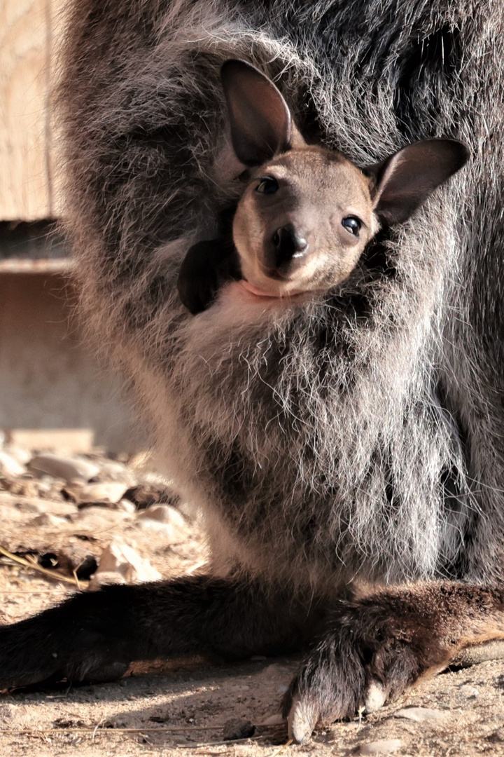 Smiling Kangaroo-Baby