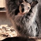 Smiling Kangaroo-Baby