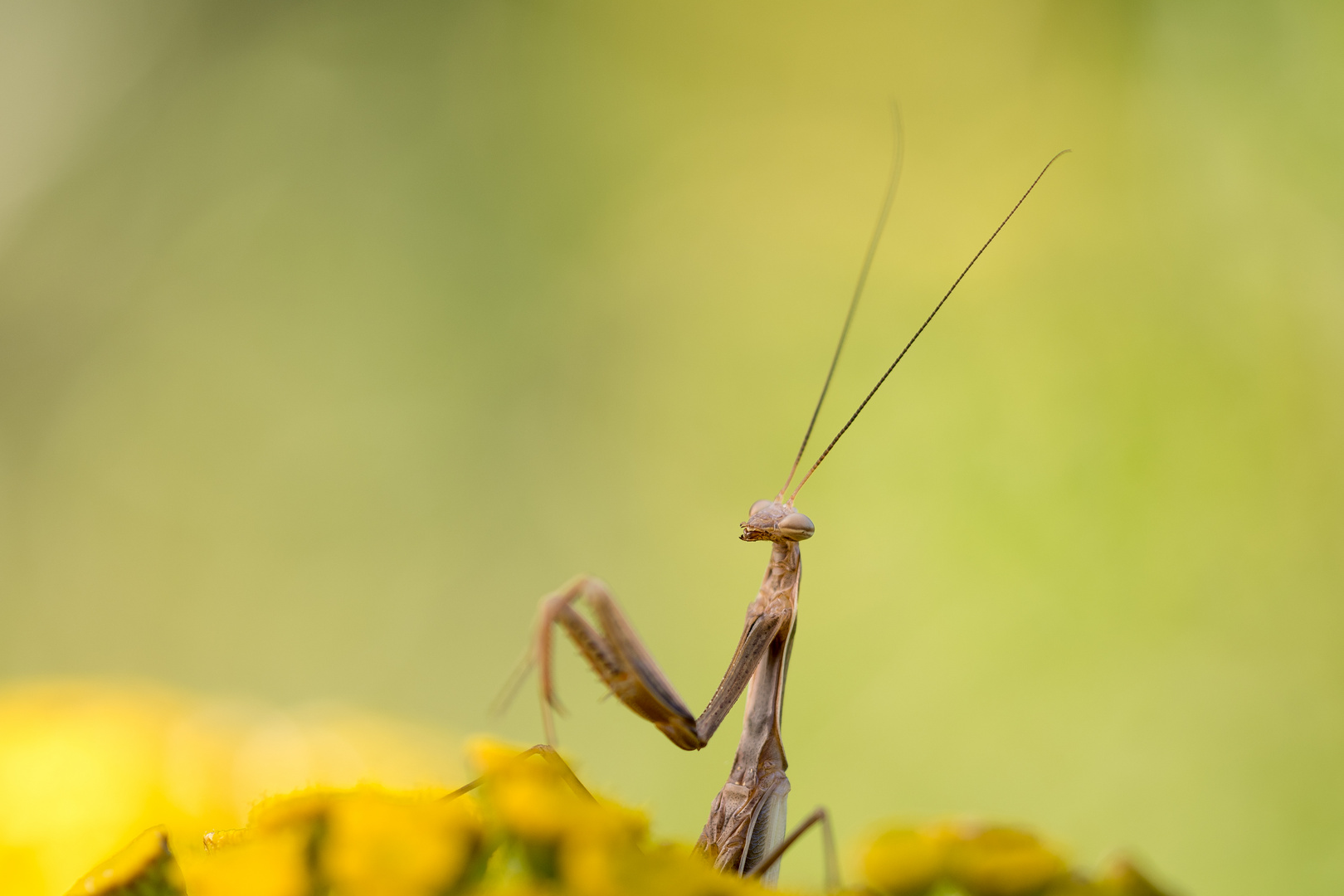 smiling mantis