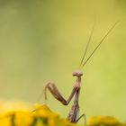 smiling mantis