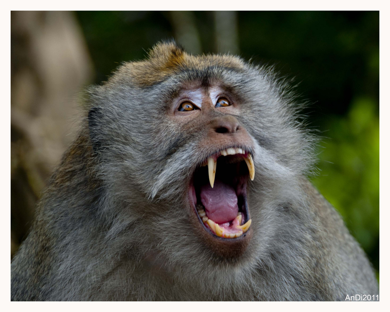 Smiling Monkey - Bali