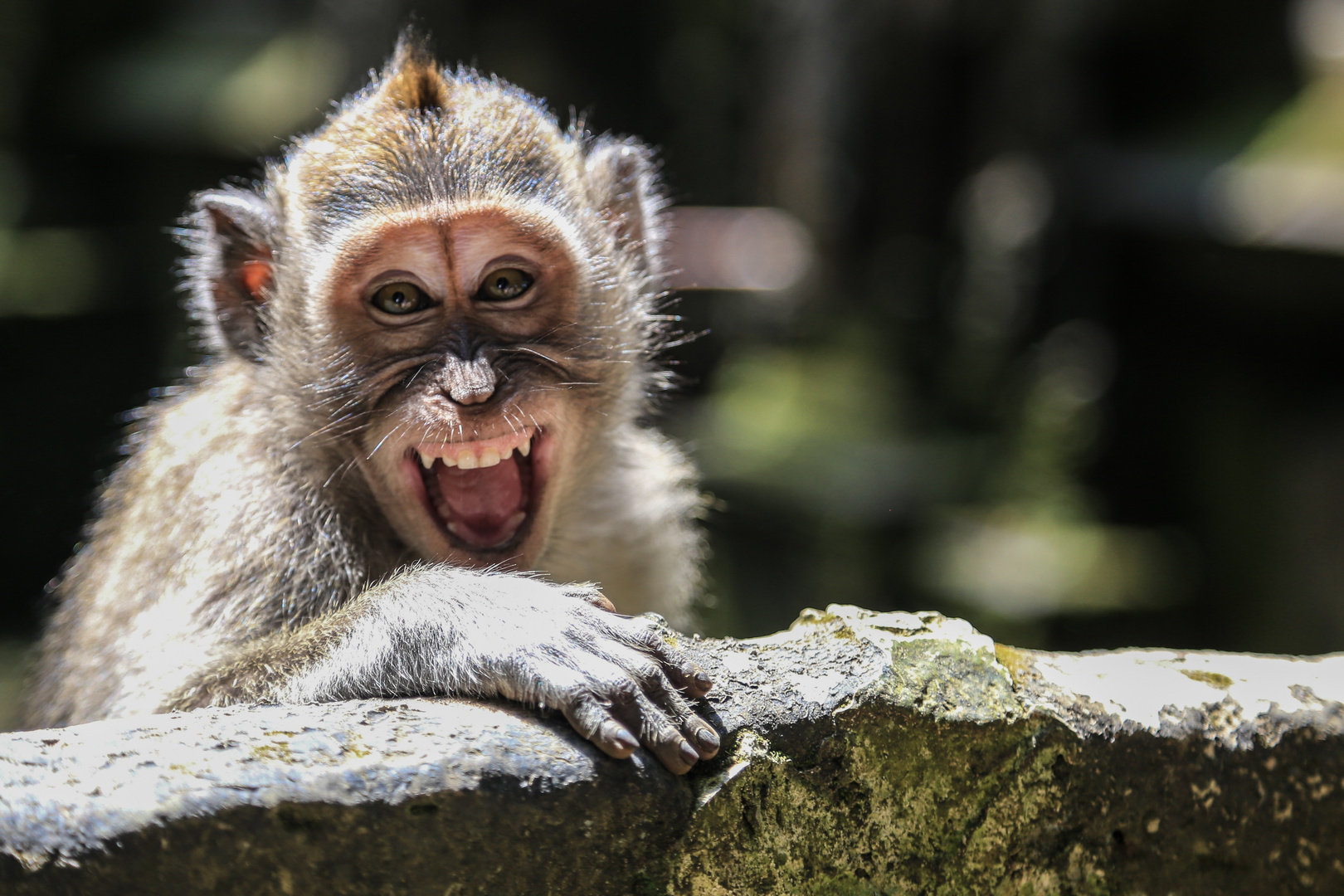 Smiling monkey