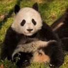 Smiling Panda