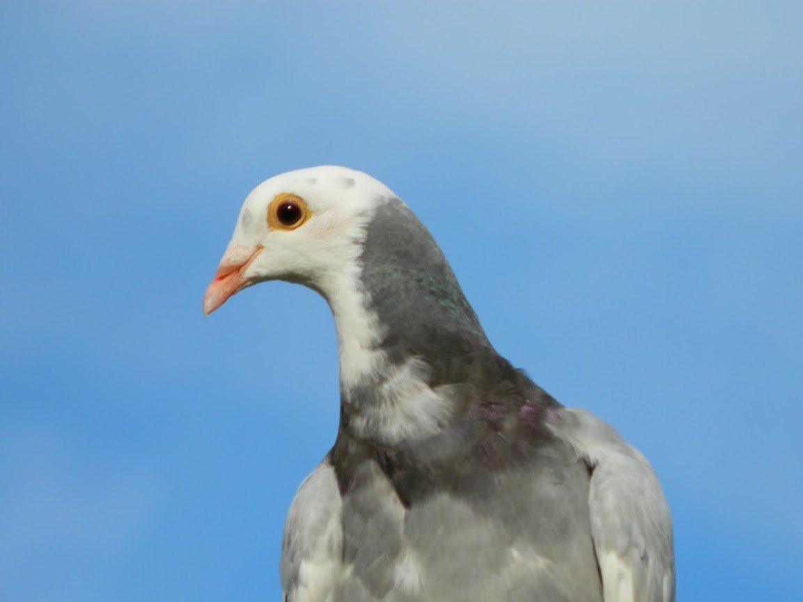 Smiling pigeon