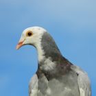 Smiling pigeon