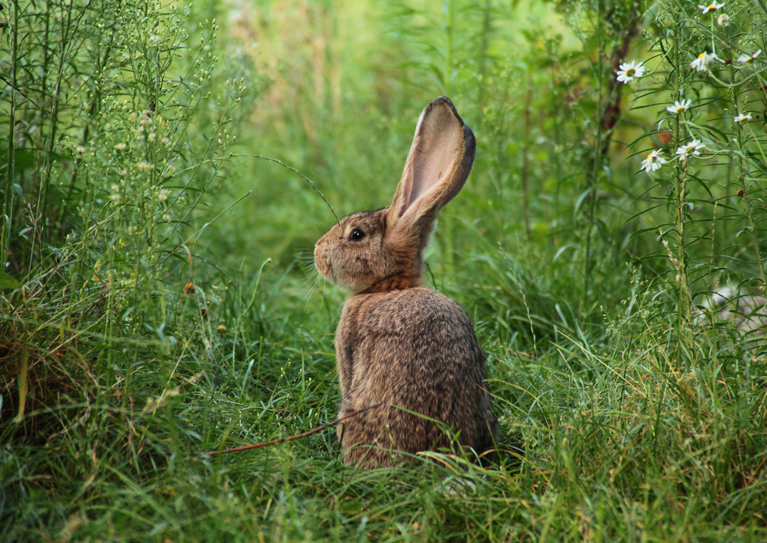 Smiling rabbit