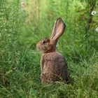 Smiling rabbit