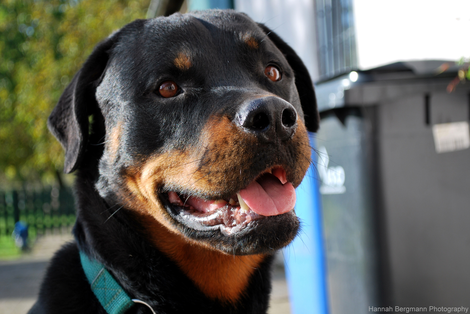 Smiling Rottweiler