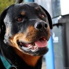 Smiling Rottweiler