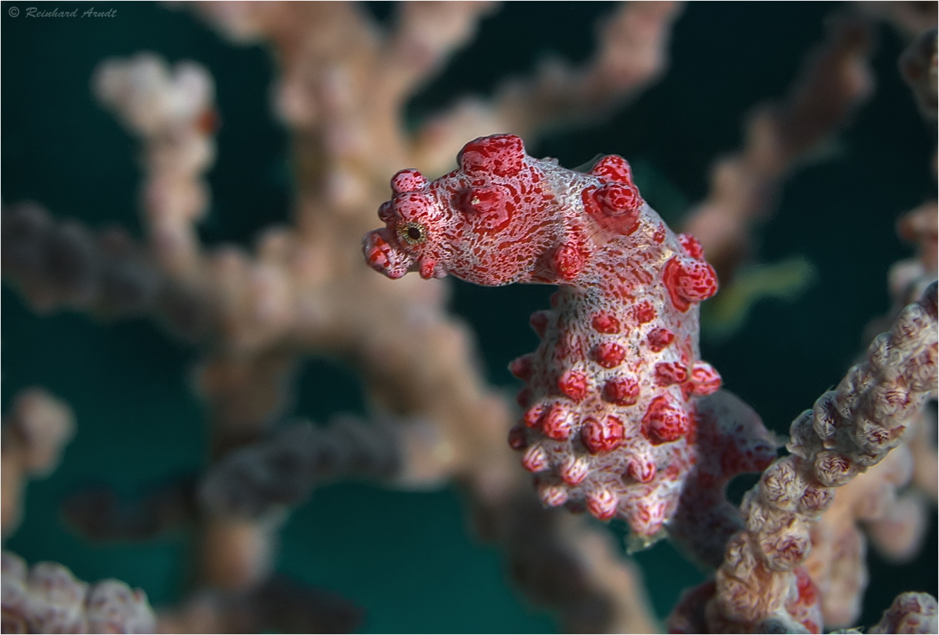 smiling seahorse