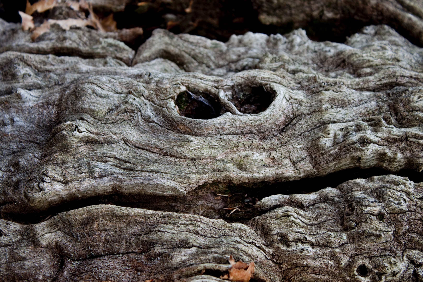 Smiling Tree