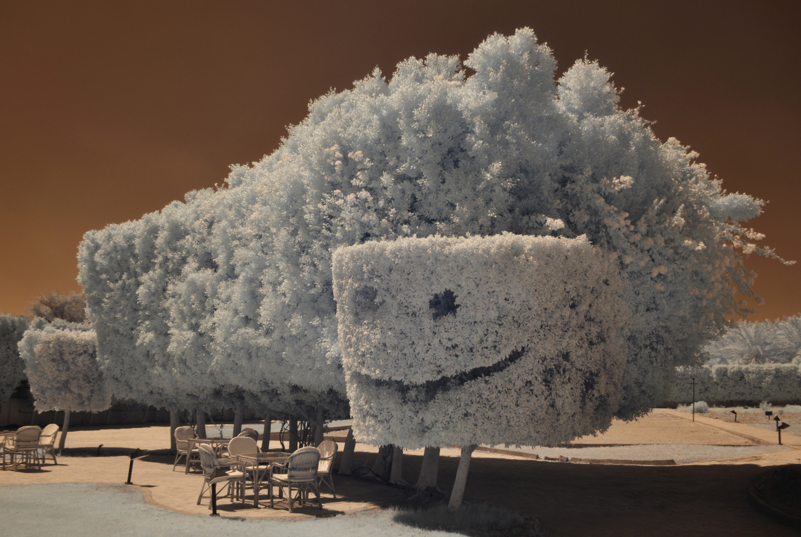 Smiling Tree, El Kharga Sol y Mar Resort