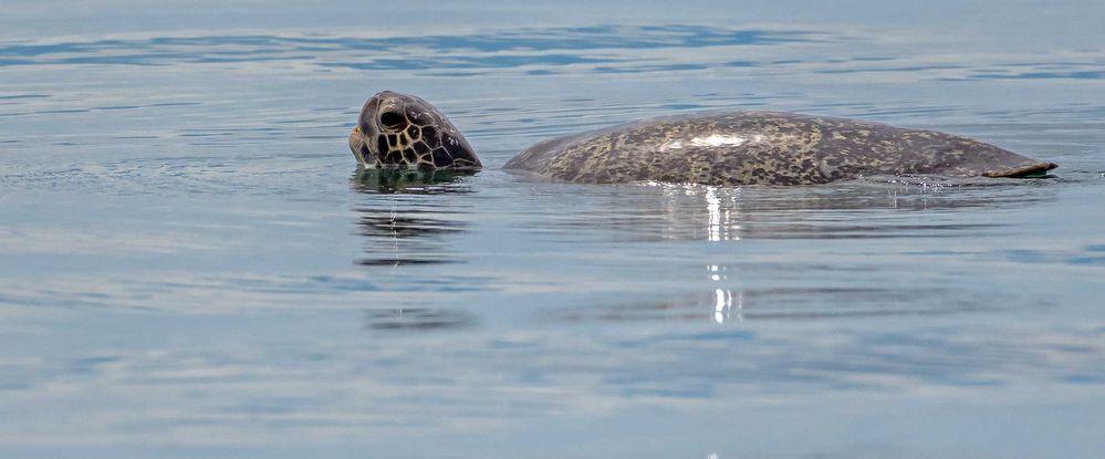 Smiling Turtle