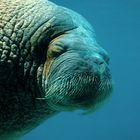 Smiling Walrus