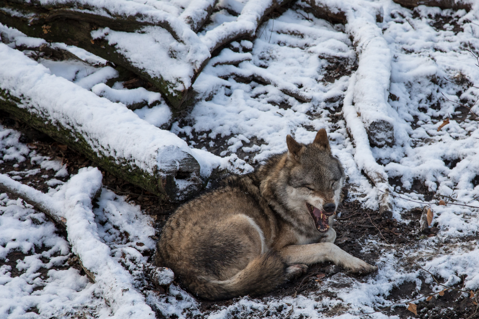 smiling-wolf