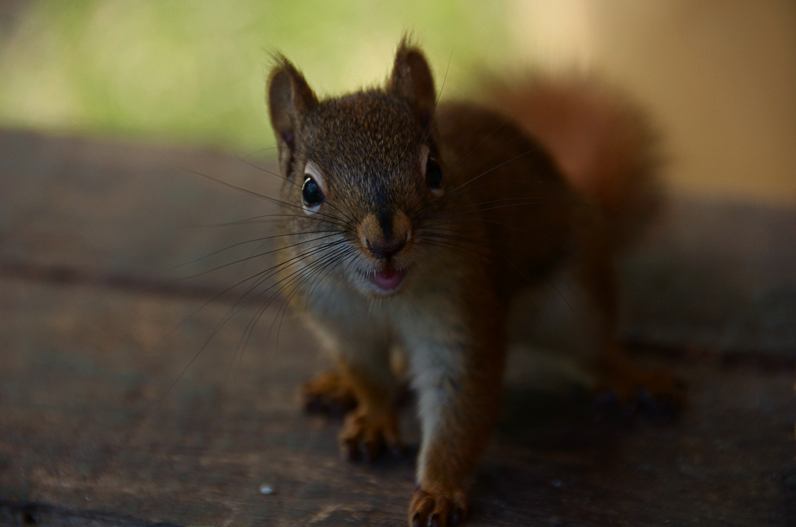 smiling_squirrel