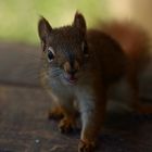 smiling_squirrel