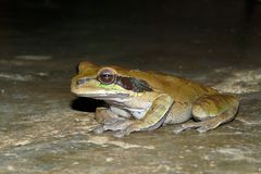 smilisca phaeota