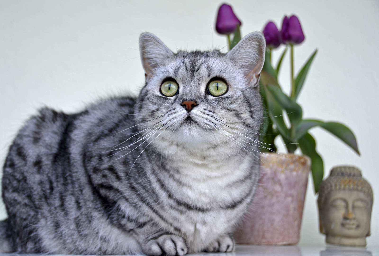 Smilla auf dem Balkon