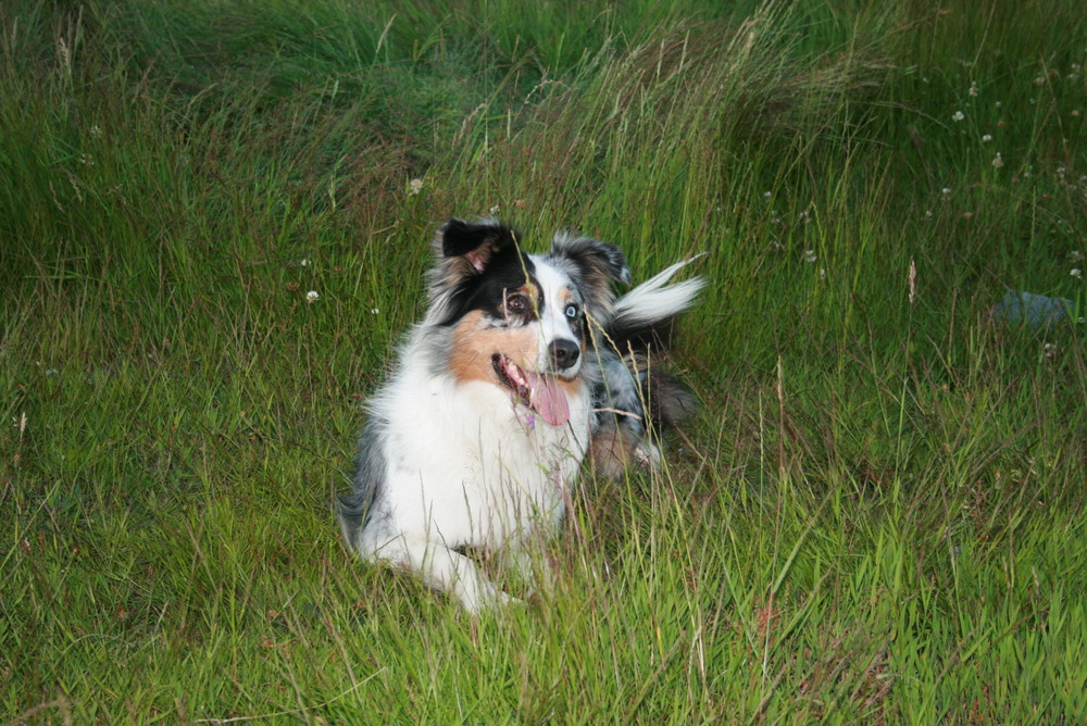 Smilla auf der Wiese