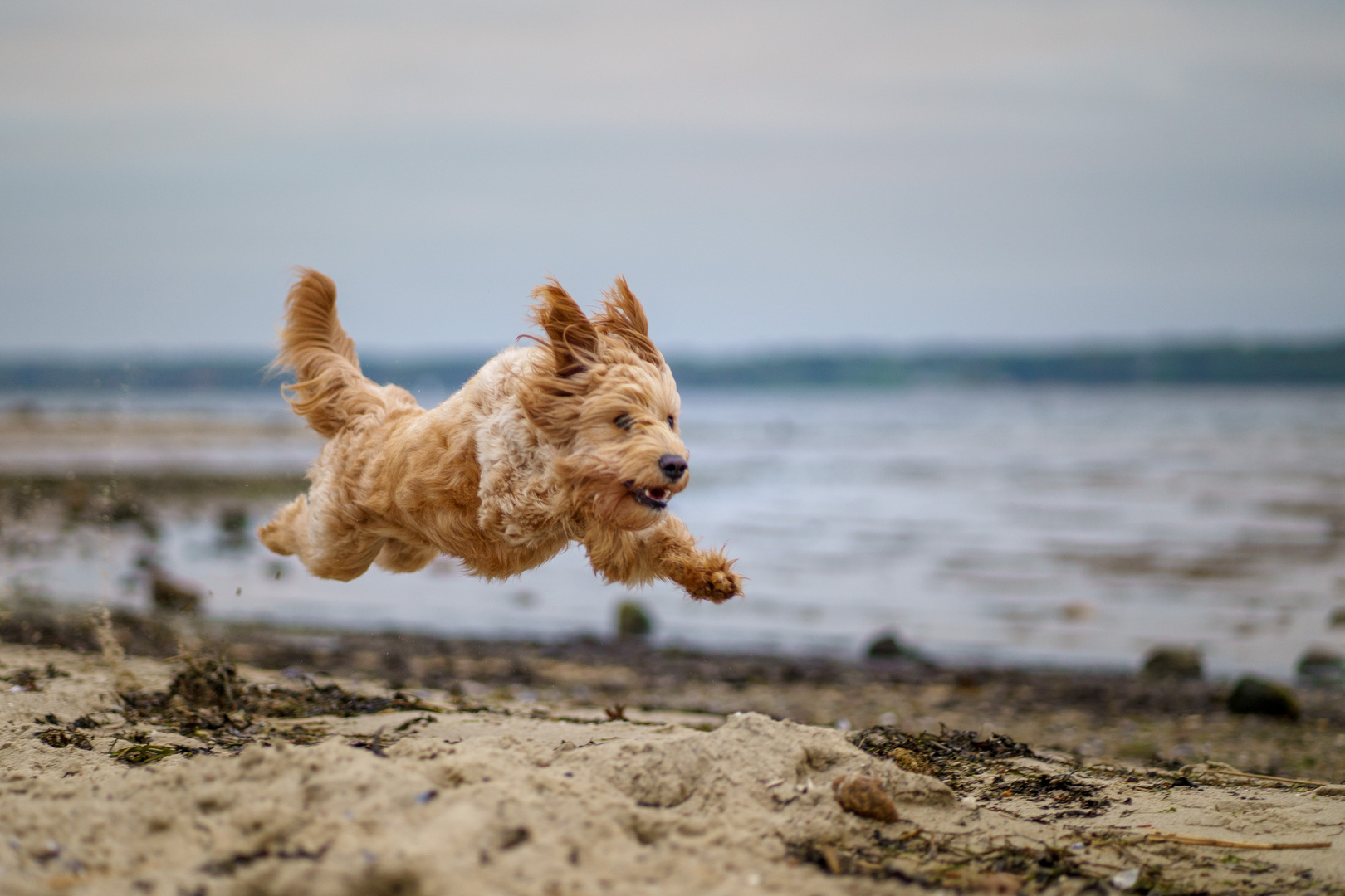 Smilla kann fliegen ;-)