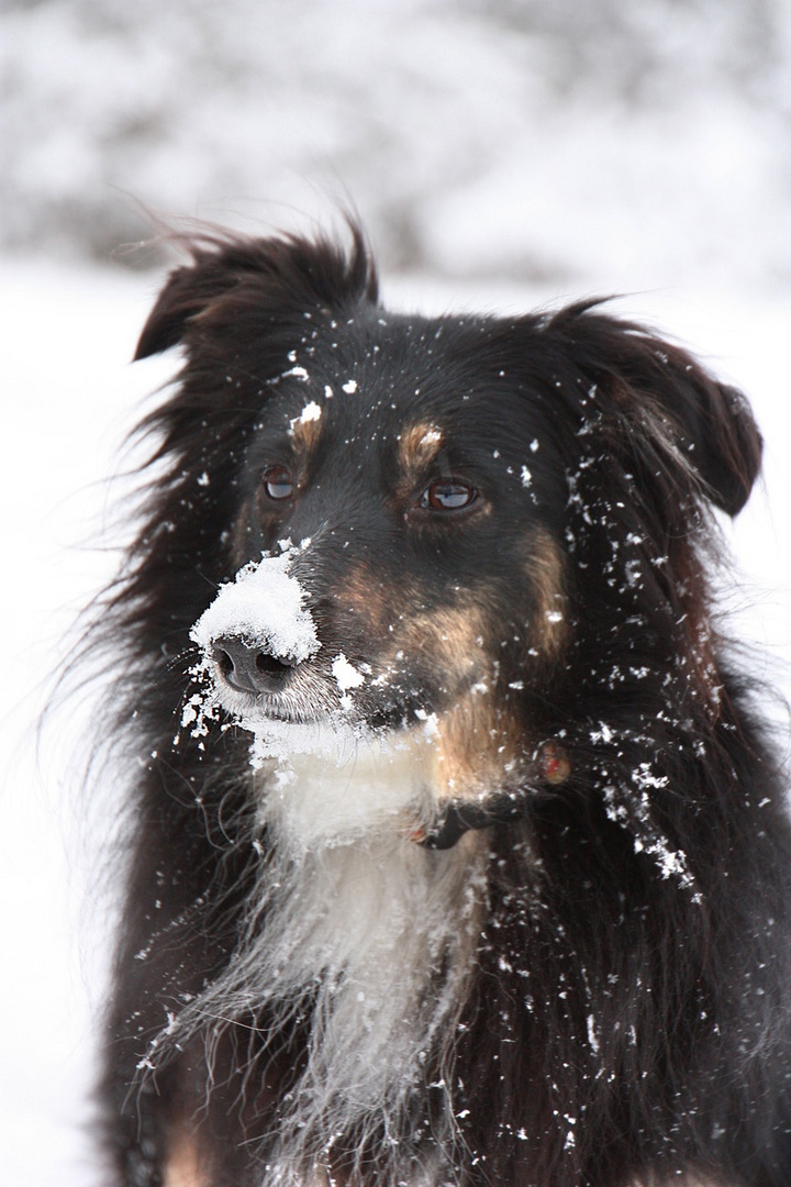 Smillar im Schnee