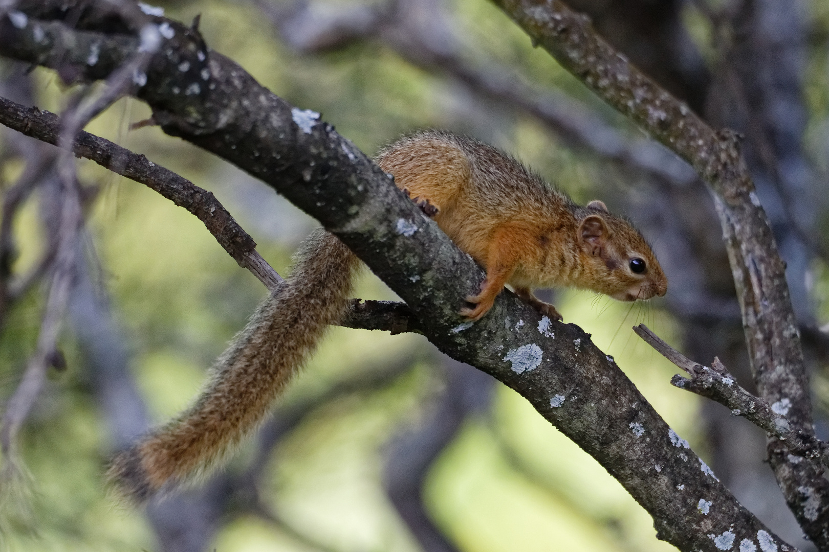 Smith Buschhörnchen