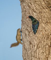 Smith-Buschhörnchen und Baumhopf