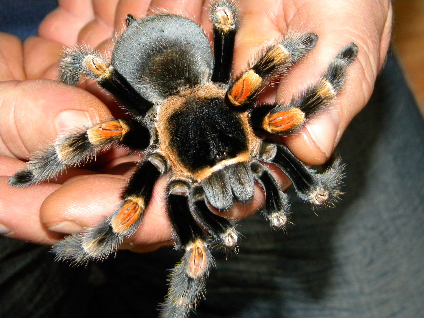 Smithi