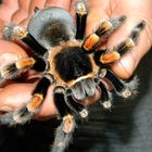 Smithi