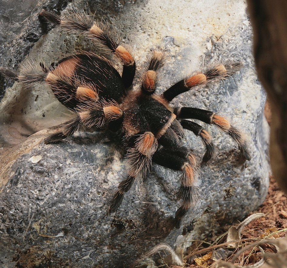 smithi