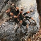 smithi