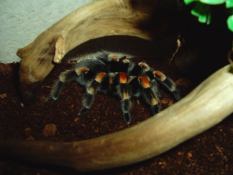 Smithi