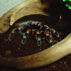 Smithi