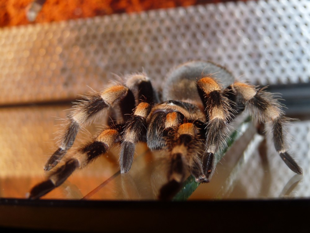 Smithi