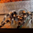 Smithi