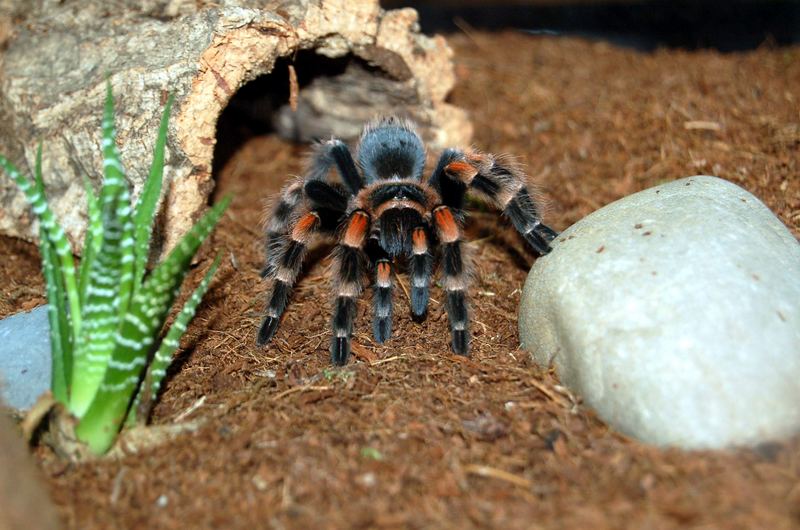 Smithi return