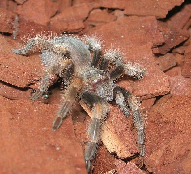 Smithi2